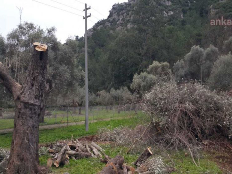 Marmaris’te Zeytin Ağaçlarını Gençleştirme Budaması