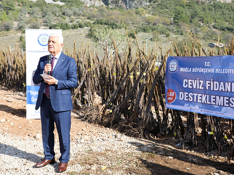 Muğla Büyükşehir Belediyesinden Çiftçiye Ceviz Fidanı Desteği