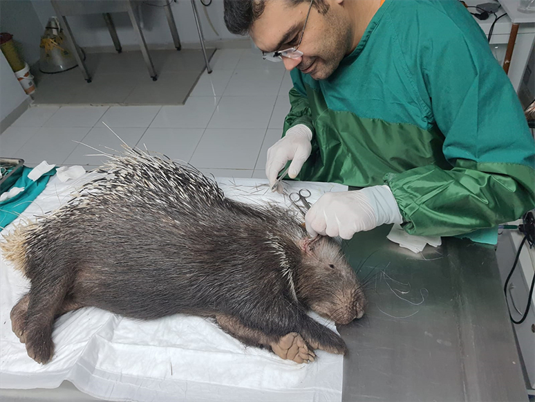 Fethiye'de Yaralı Bulunan Oklu Kirpi Tedavi Altına Alındı