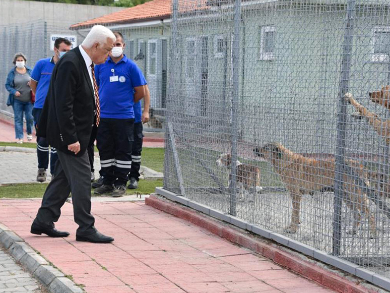 Muğla Büyükşehir Belediyesi Barınağında 26 Bin 529 Hayvan Tedavi Edildi