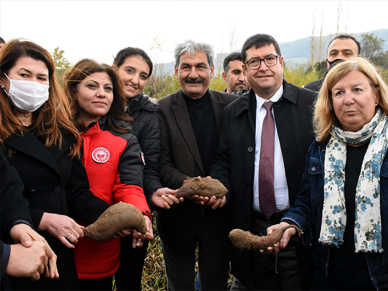 Hasadı Yapılan Mor Patates Üreticisini Mutlu Etti