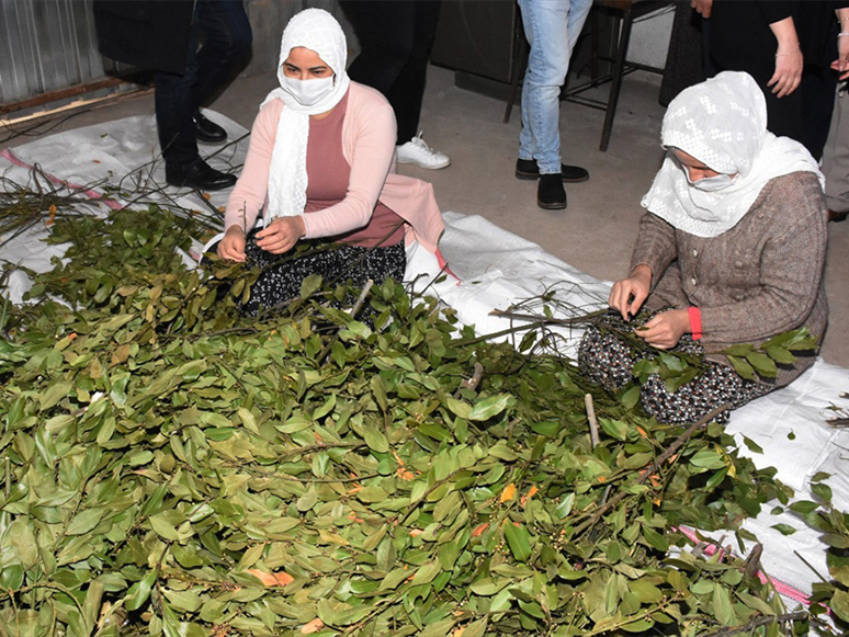 Bilinçli Tarımla Üretilen Tıbbi ve Aromatik Bitkiler Çiftçiye Gelir Sağlayacak