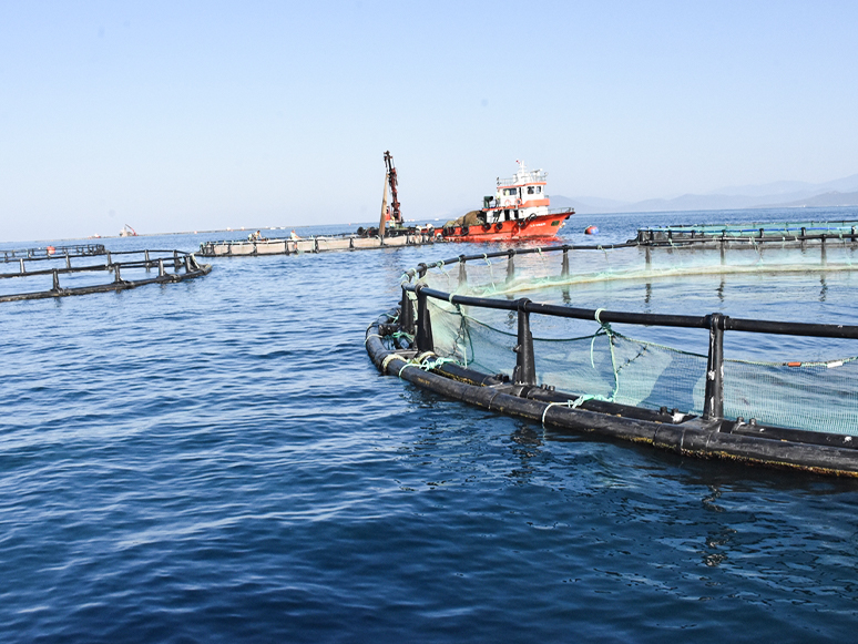 Bodrum'da Balık Çiftlikleri Gazetecilere Gezdirildi