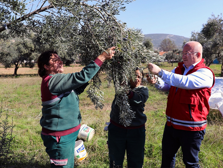 Muğla'da Belediyeye Ait Arazilerde Zeytin Hasadı Yapıldı