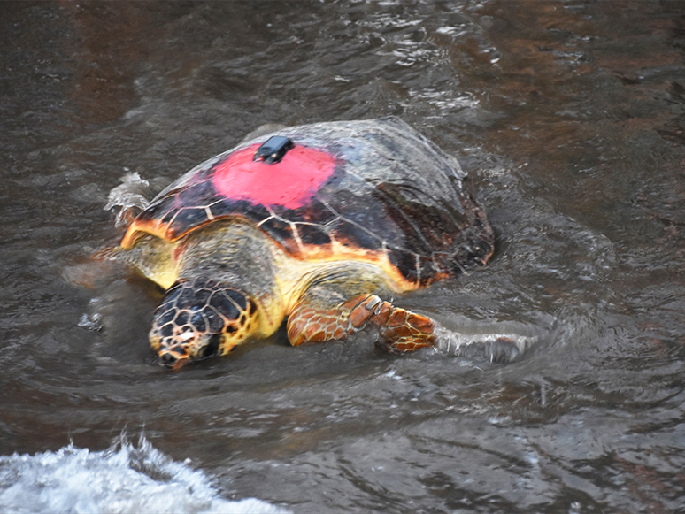 Koronavirüs Sessizliği Caretta Carettalara Yaradı