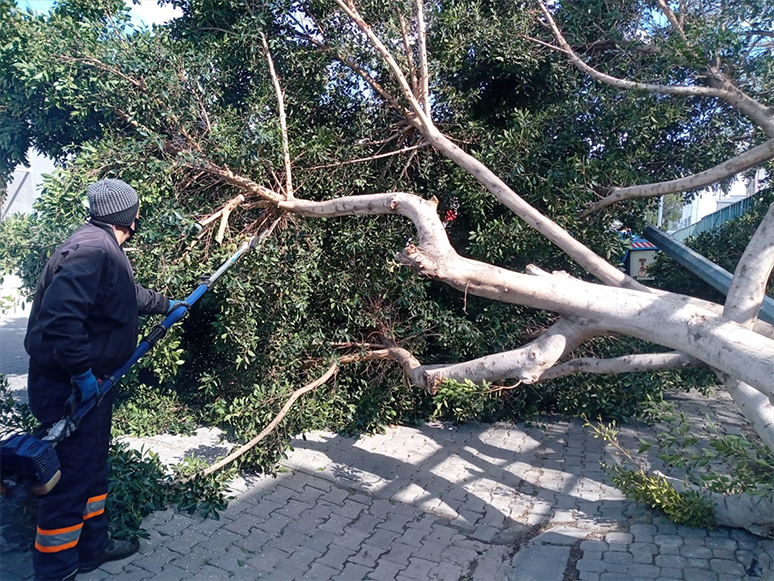 Muğla'da Kuvvetli Fırtına Ağaçları Devirdi