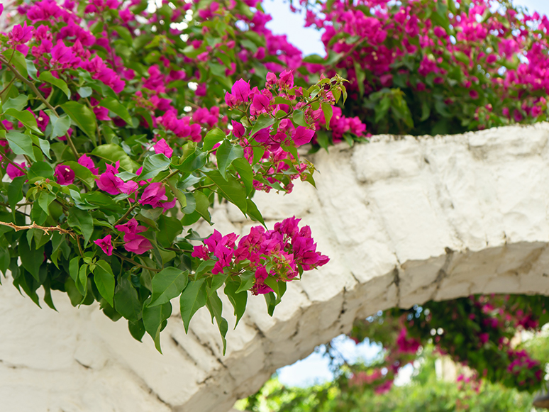 Bodrum Çiçeği Bakımı, Nasıl Sulanır, Nasıl Çoğaltılır?