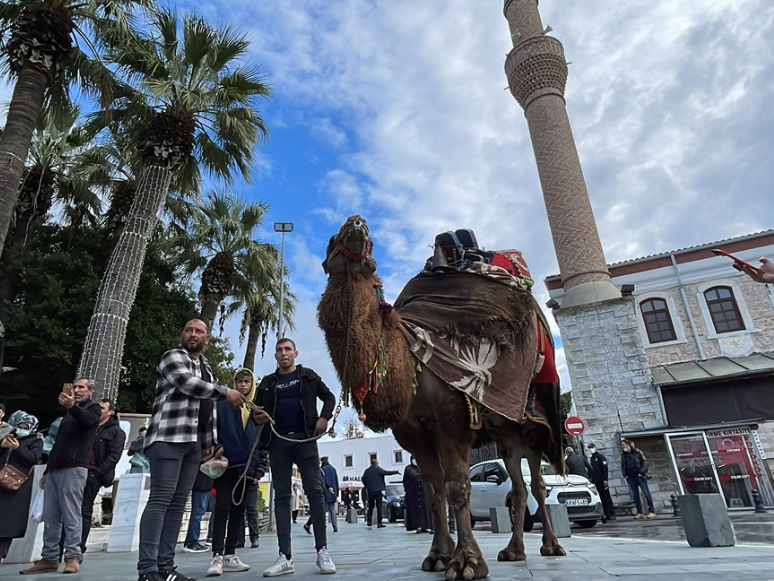 Bodrum'da Deve Güreşi Festivali Develerin Kortej Yürüyüşüyle Başladı