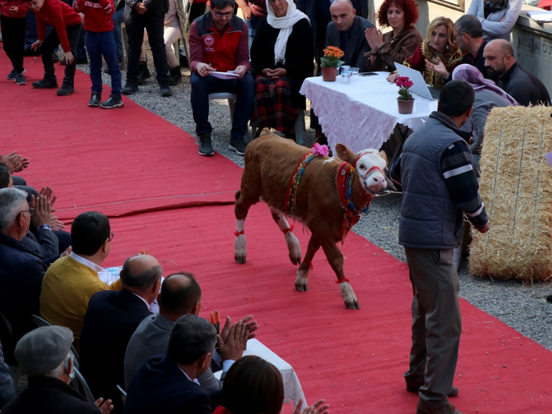 Fethiye'de Buzağı Güzellik Yarışması Yapıldı