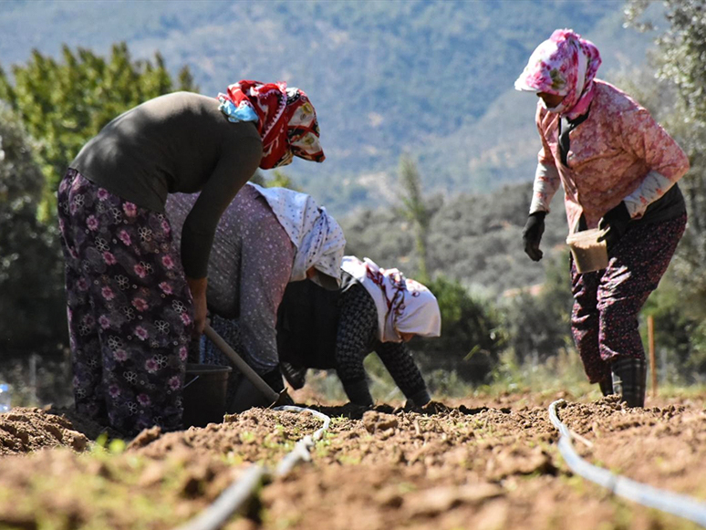 Muğlalı Üreticiler Salep Taleplerine Yetişemiyor