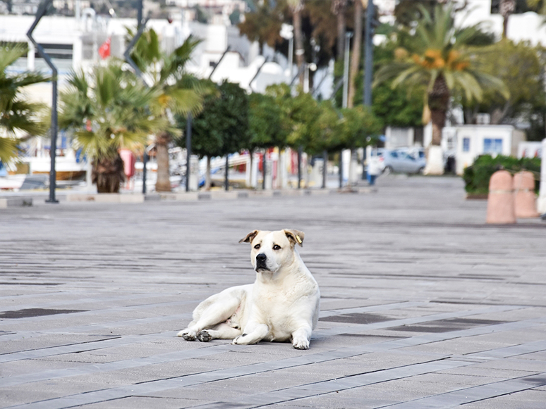 Muğla'nın Gözde Turizm Merkezlerinde Kısıtlama Sessizliği