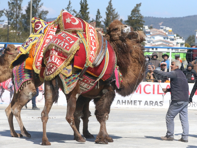 Bodrum'da Geleneksel Deve Güreşi Festivali Düzenlendi