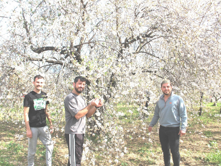 Datça'da Mevsimin İlk Badem Çağlası Hasadı Haftaya Başlayacak