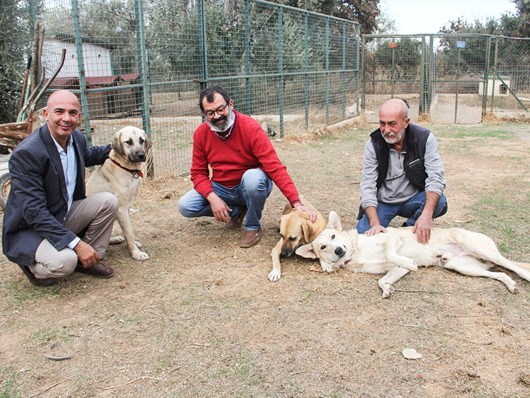 Muğla'da Sokak Hayvanlarına Destek 