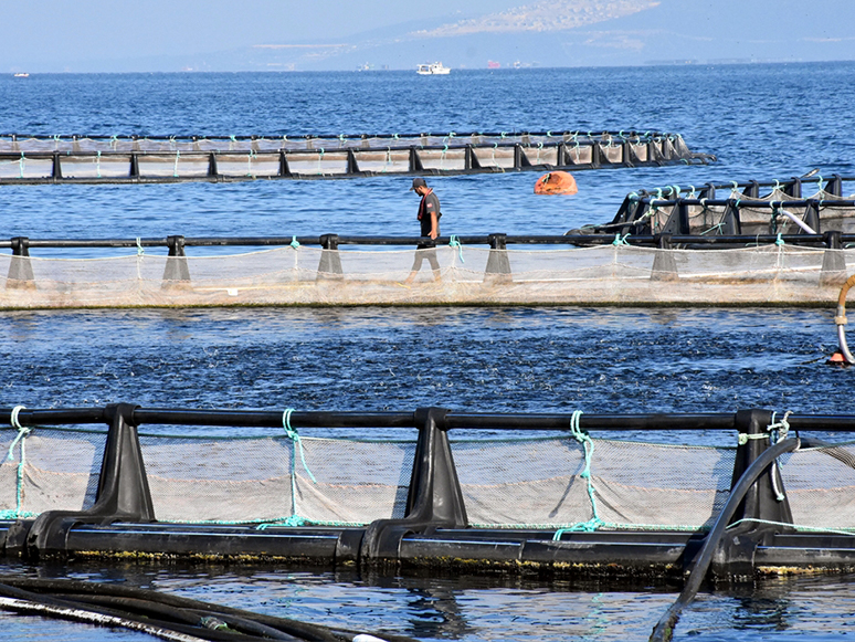 Muğla'dan Dünyanın Dört Bir Yanına Balık İhracatı