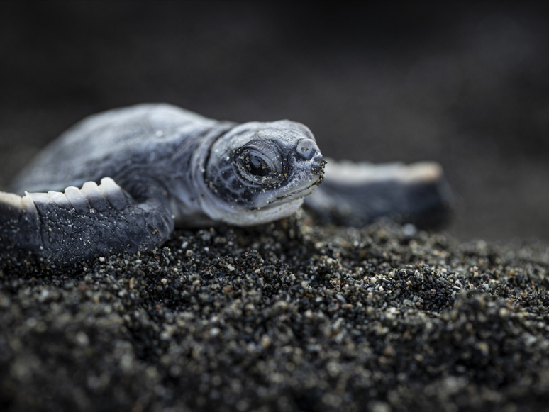 Ölü 50 Deniz Kaplumbağasının Yarısının Midesinde Plastik Tespit Edildi