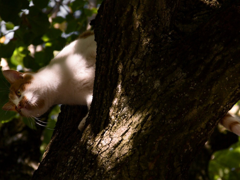 Muğla'da Ağaçta Mahsur Kalan Kedi Kurtarıldı