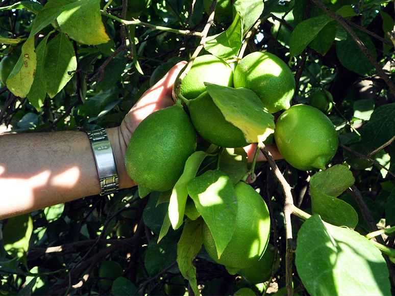 Muğla'da Üreticiler Kesim Zamanı Gelen Limona Alıcı Bekliyor