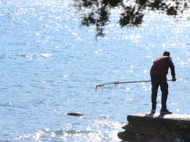 Bodrum'da Denizde Ölü Caretta Caretta Bulundu