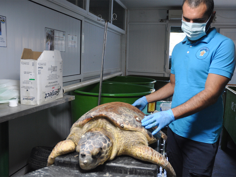 Yaralı Halde Bulunan Caretta Caretta Muğla'da Tedavi Ediliyor