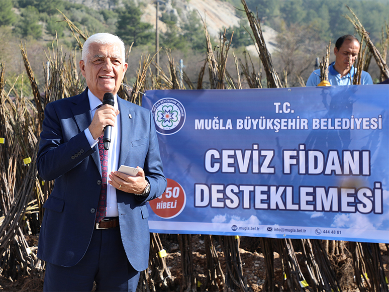 Muğla Büyükşehir Belediyesi 77 Bin Ceviz Fidanı Dağıttı