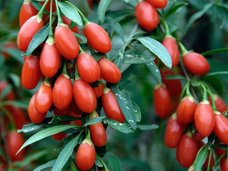 Goji Berry (Kurt Üzümü) Nedir? Faydaları Nelerdir?