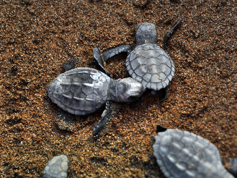 Caretta Carettalara Ev Sahipliği Yapan İztuzu Sahili'nde Yuva Sayısı 728'e Ulaştı