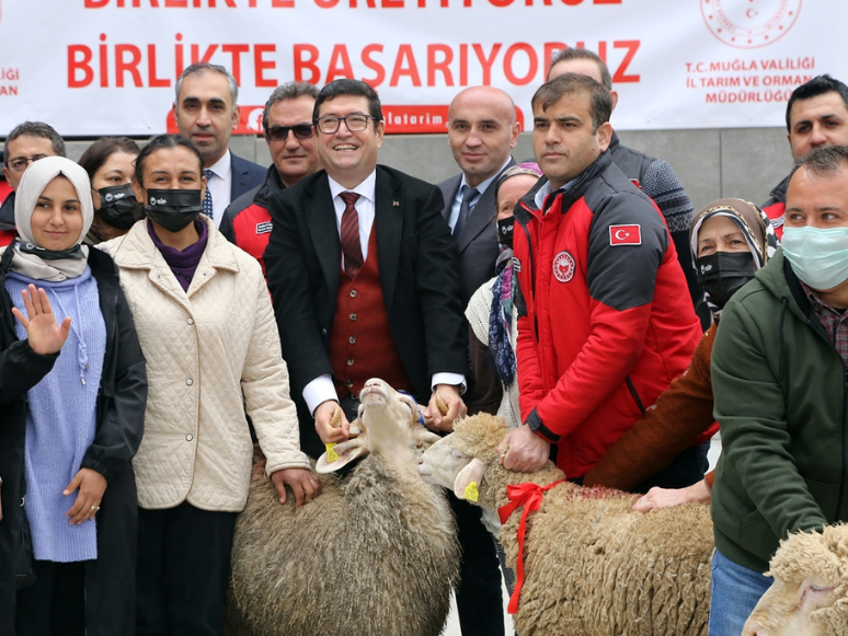 Muğla'da Afetzede 90 Kadın Çiftçiye 936 Küçükbaş Hayvan Dağıtıldı