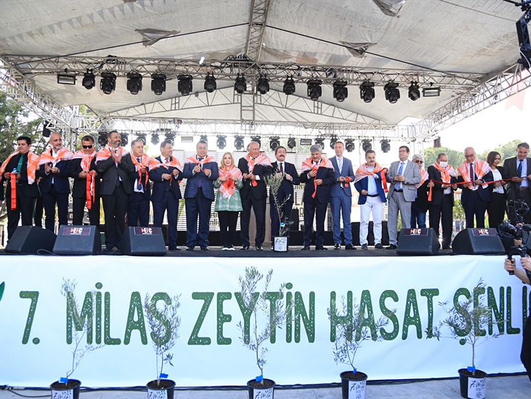 7. Milas Zeytin Hasat Şenliği