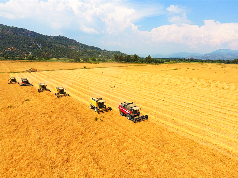 TİGEM'de Yerli Tohum Buğdayın Hasadından Yüksek Verim Elde Edildi