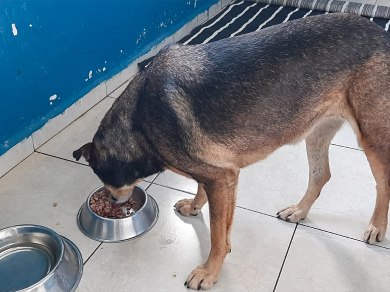 Otomobilin Çarptığı Köpekler Petbulance ile Bakımevine Nakledildi