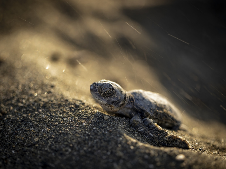 Petrol Sızıntısı Kaplumbağalar İçin Tehdit Oluşturuyor