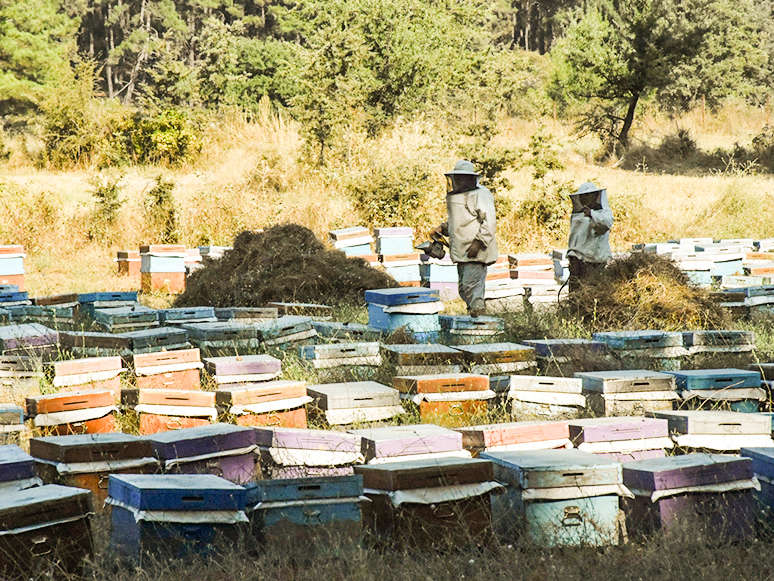 Muğla Gezginci Arıcıların “Çam Balı” Üssü Oldu