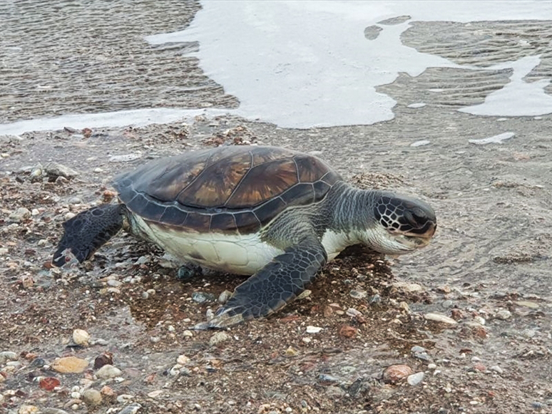 Datça'da Ölü Yeşil Deniz Kaplumbağası Kıyıya Vurdu