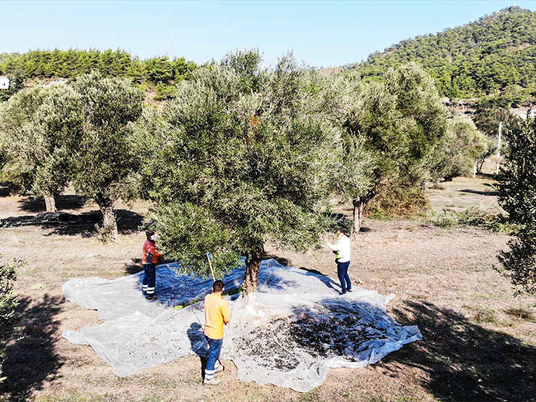 Marmaris'te Zeytin Hasadına Başlandı