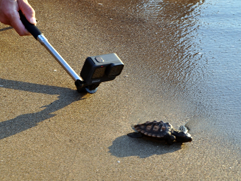 İztuzu Sahilinde Caretta Caretta Yuvası ve Yavru Çıkışında Artış