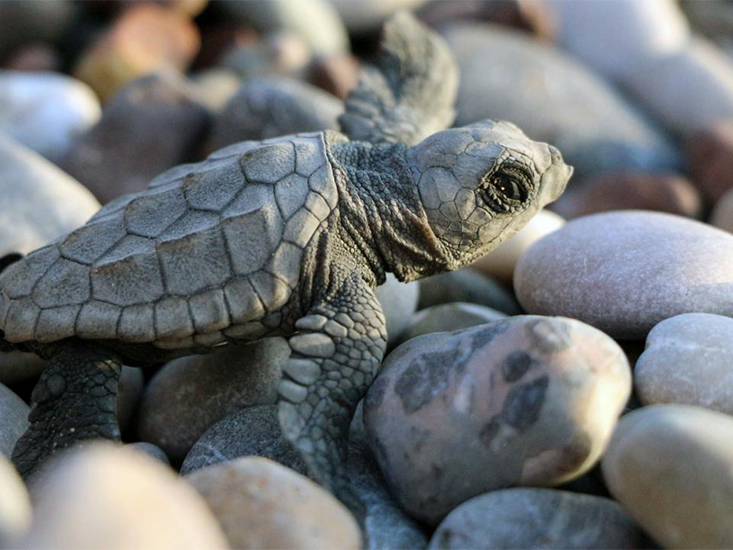 İztuzu Sahiline Yumurta Bırakmak İçin Gelen Yaralı Caretta Caretta Tedavi Edildi