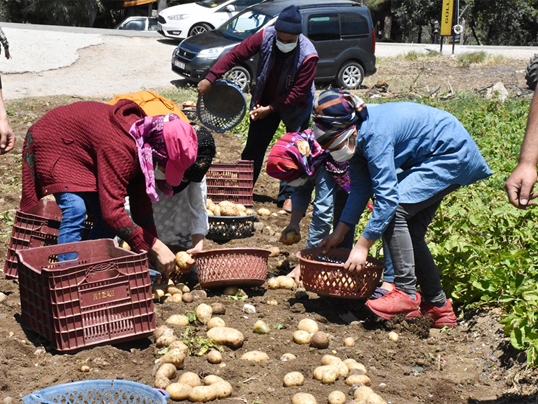 Datça'da Hasadı Başlayan Turfanda Patates Üreticisini Mutlu Etti