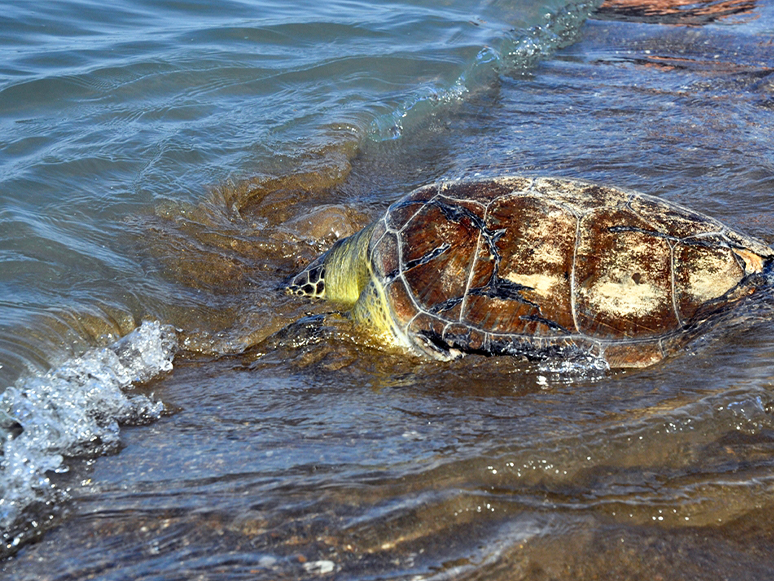Tedavisi Tamamlanan Kaplumbağalar Denizle Buluştu