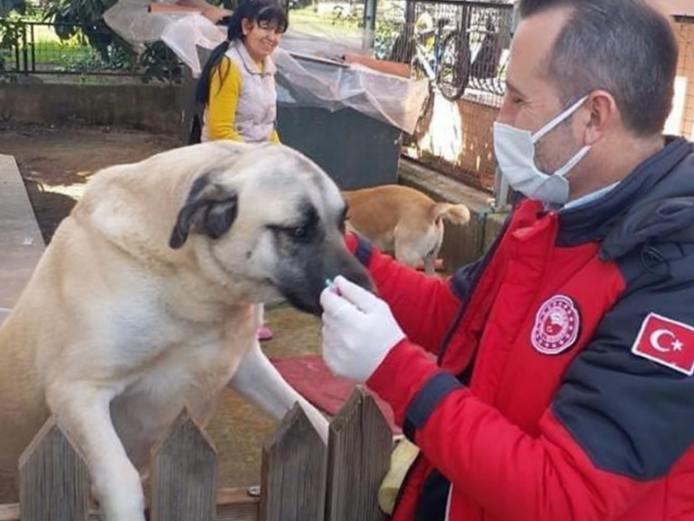 Muğla'da Yasaklı Irklardaki 1075 Köpek Kayıt Altına Alındı