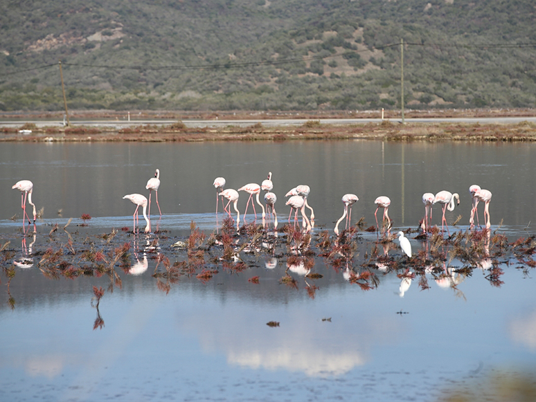 Muğla'daki Tuzla Sulak Alanı Göçmen Kuşların Akınına Uğradı