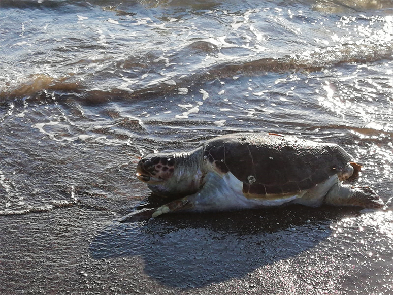 Muğla'da Ölü Caretta Caretta Sahile Vurdu