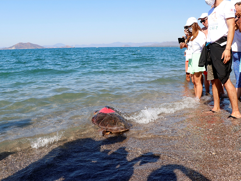 Uydu Takip Cihazı Takılan 2 Caretta Caretta Denize Salındı