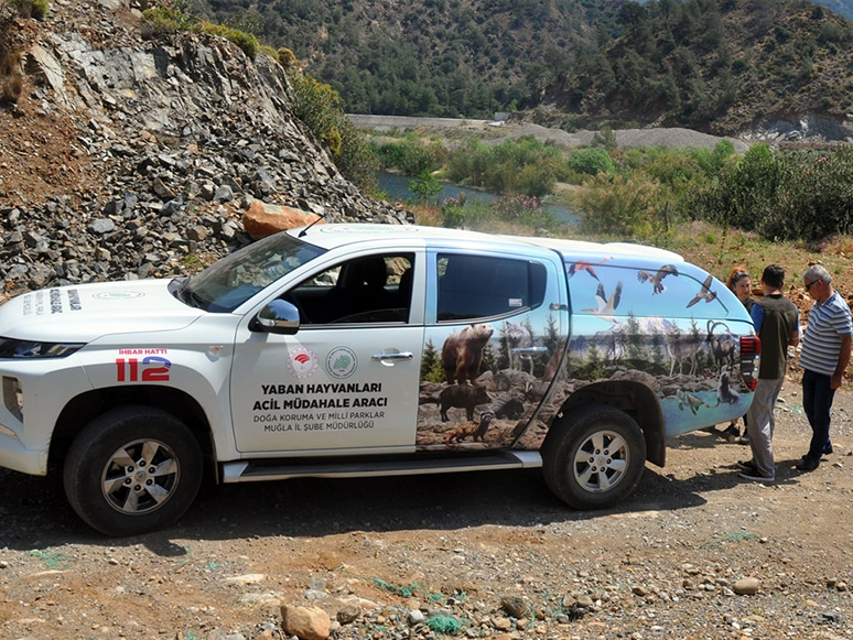 Muğla'da İş Yerine Giren Sansar Yakalanarak Doğaya Bırakıldı