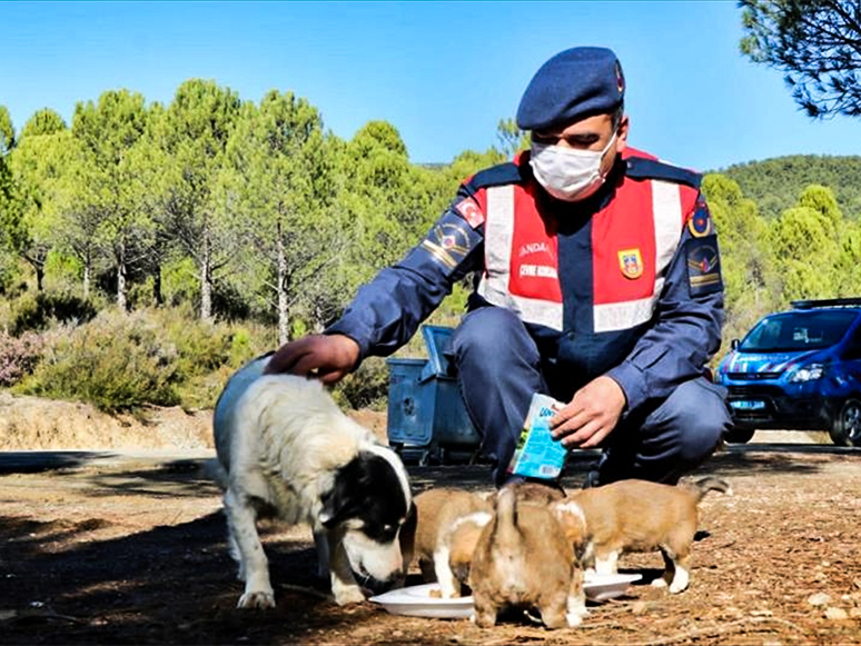 Jandarma Sokak Hayvanlarını Unutmadı