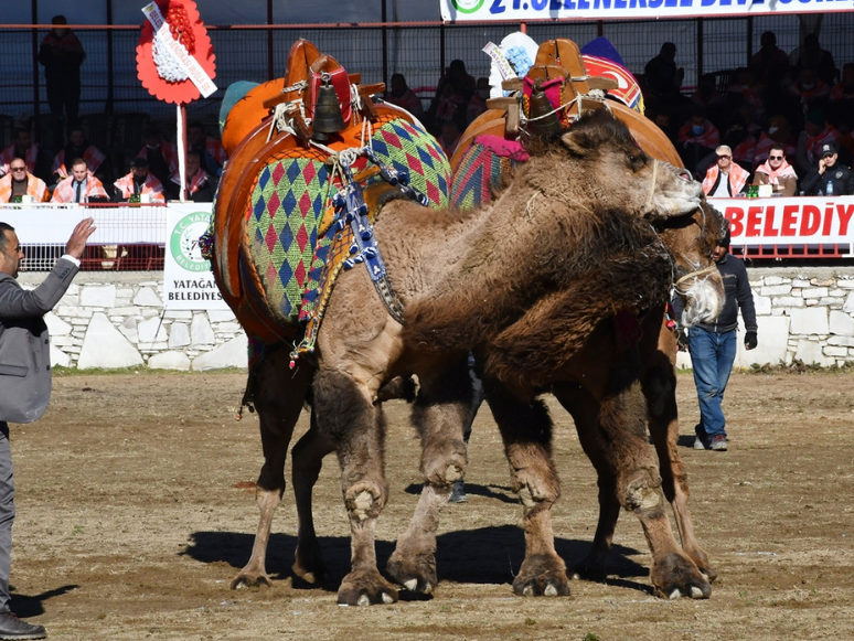 Muğla'daki Deve Güreşi Festivaline Yoğun İlgi