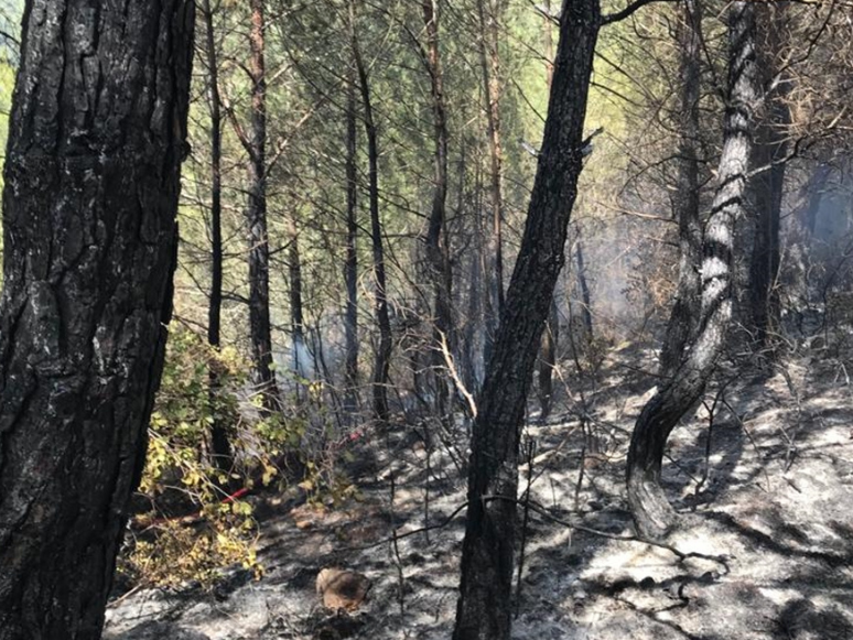 Muğla'da Çıkan Orman Yangını Söndürüldü