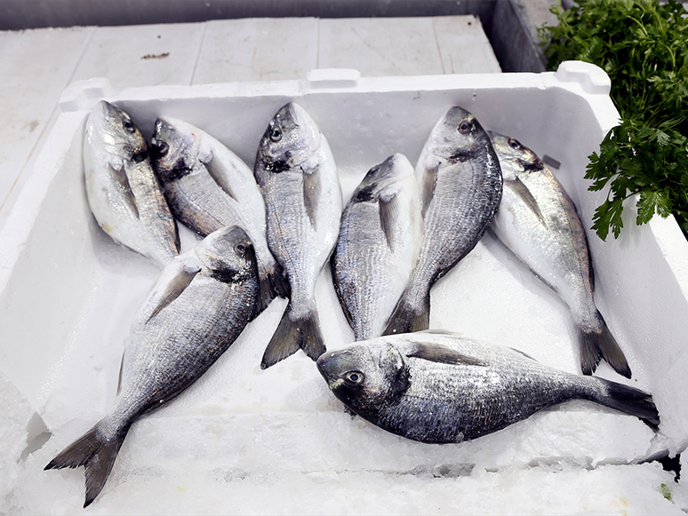 Geçen Yıl Muğla'dan 78 Ülkeye Balık İhraç Edildi