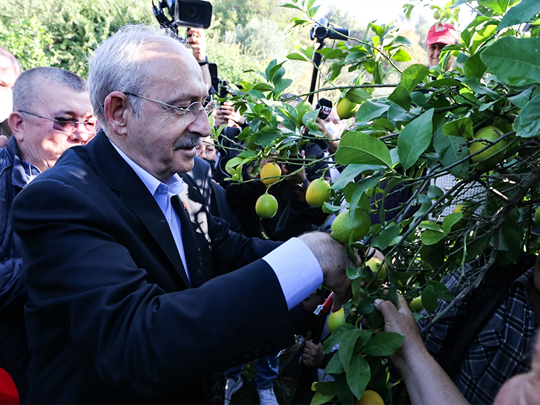 CHP Genel Başkanı Kılıçdaroğlu, Dalaman’da Limon Hasadına Katıldı