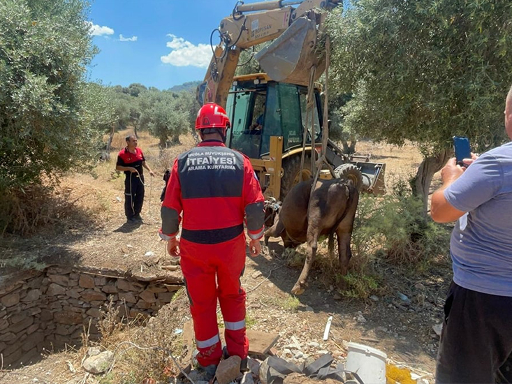 Muğla'da Kuyuya Düşen İnek İtfaiye Ekiplerince Kurtarıldı